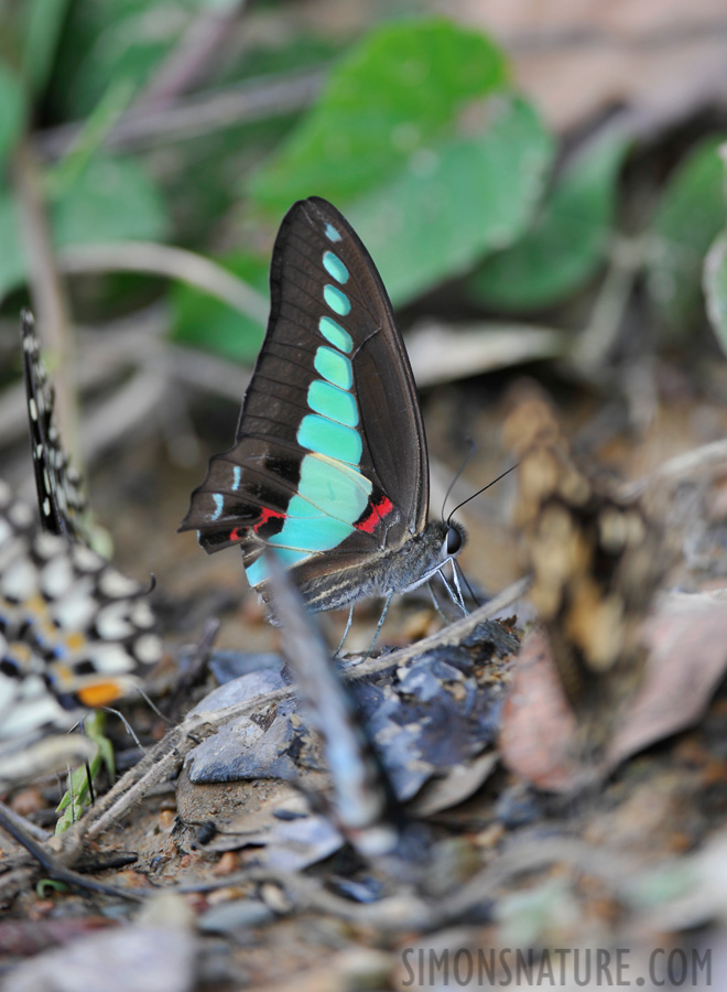 Graphium sarpedon luctatius [400 mm, 1/60 sec at f / 5.6, ISO 200]